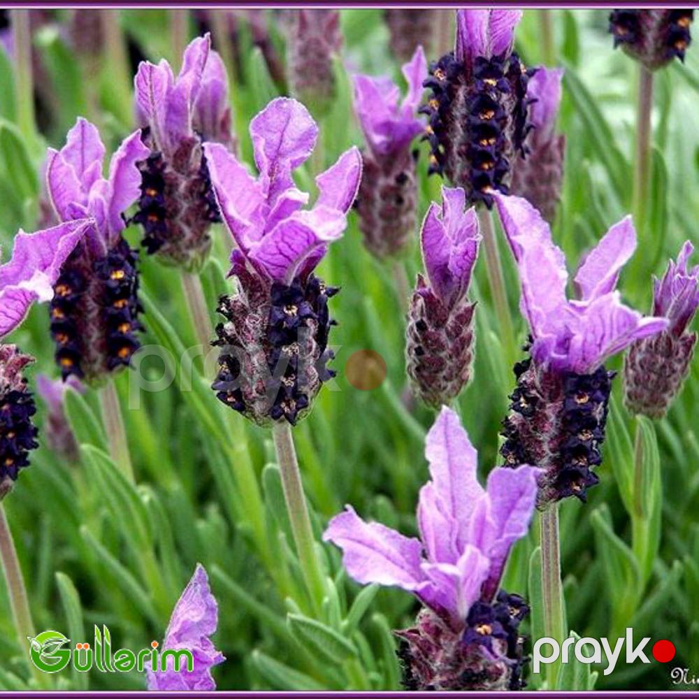 Fransız lavandası (Lavandula stoechas) — Bitkilər, Bakı (2)