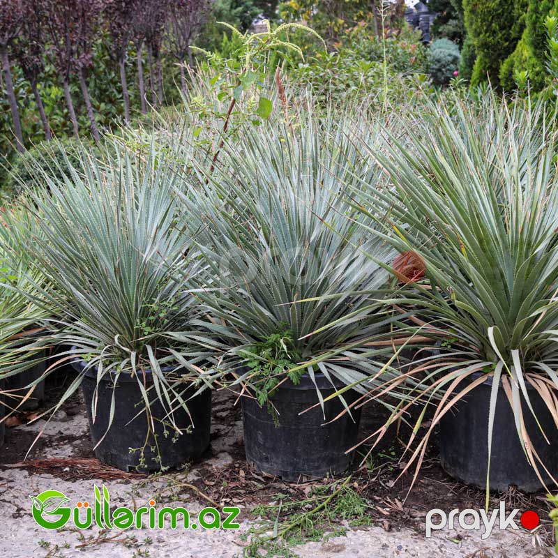 Yukka ağacı (Yucca) — Bitkilər, Bakı (2)