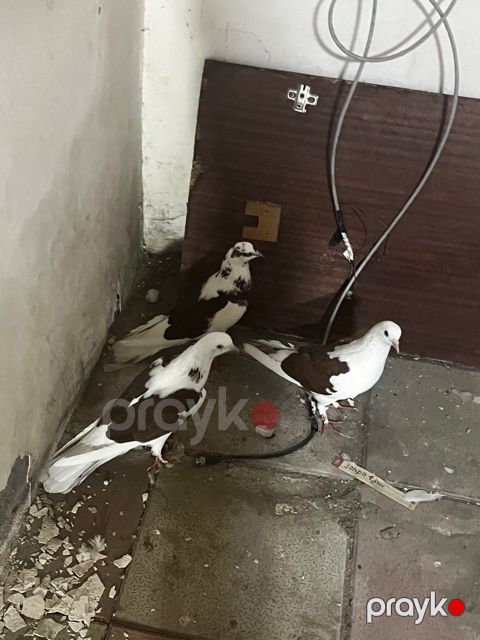 Göyərçinlər — Bakı