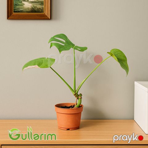 Monstera Deliciosa (Monstera) — Bakı