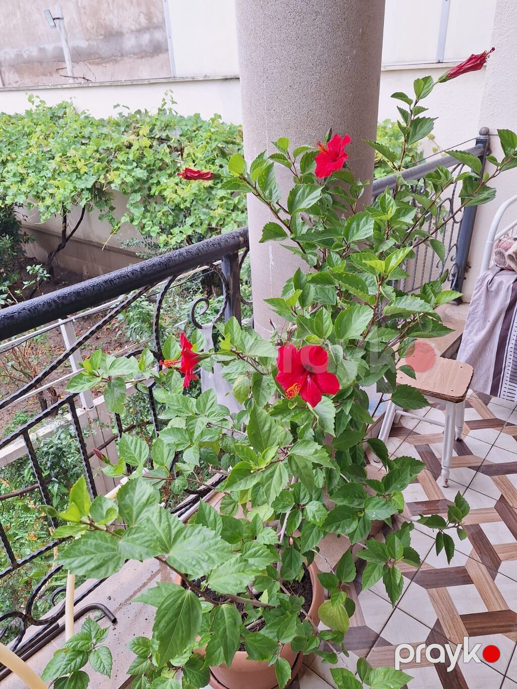 Qırmızı çiçəkli hibiskus (Hibiscus rosa‑sinensis) – iri saksıda — Qapı bitkələri, Bakı (3)
