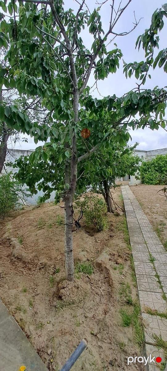 İcarəyə verilir obyekt 250 m² — Əmlak, Bakı (5)