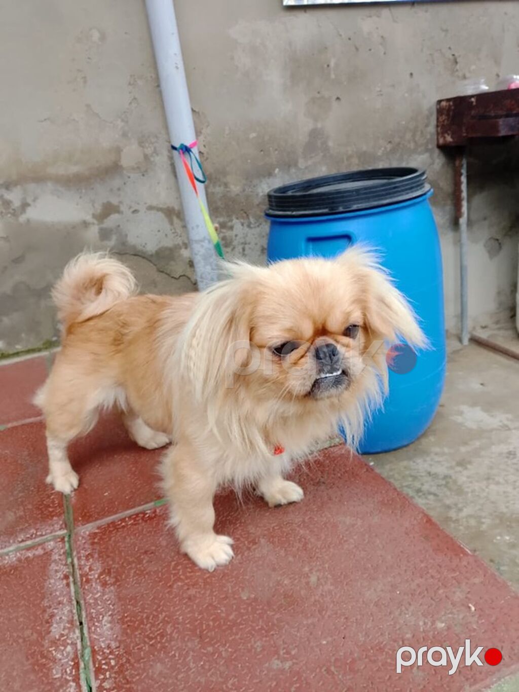 Pekines — Köpəklər, Digah (3)