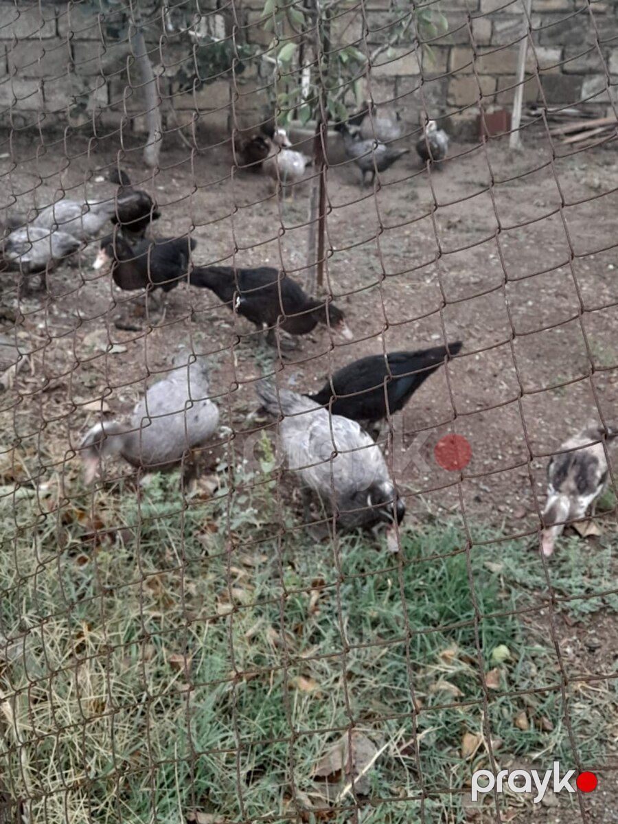 Ördəklər — Quşlar, Bakı (2)