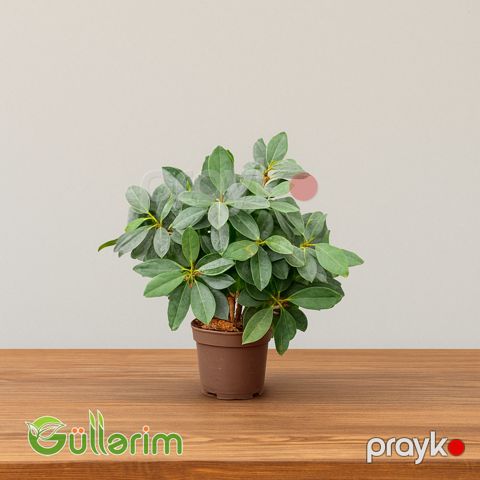 Rhododendron (Rododendron) — Bakı