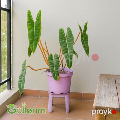Alocasia (Alokaziya) — Bakı