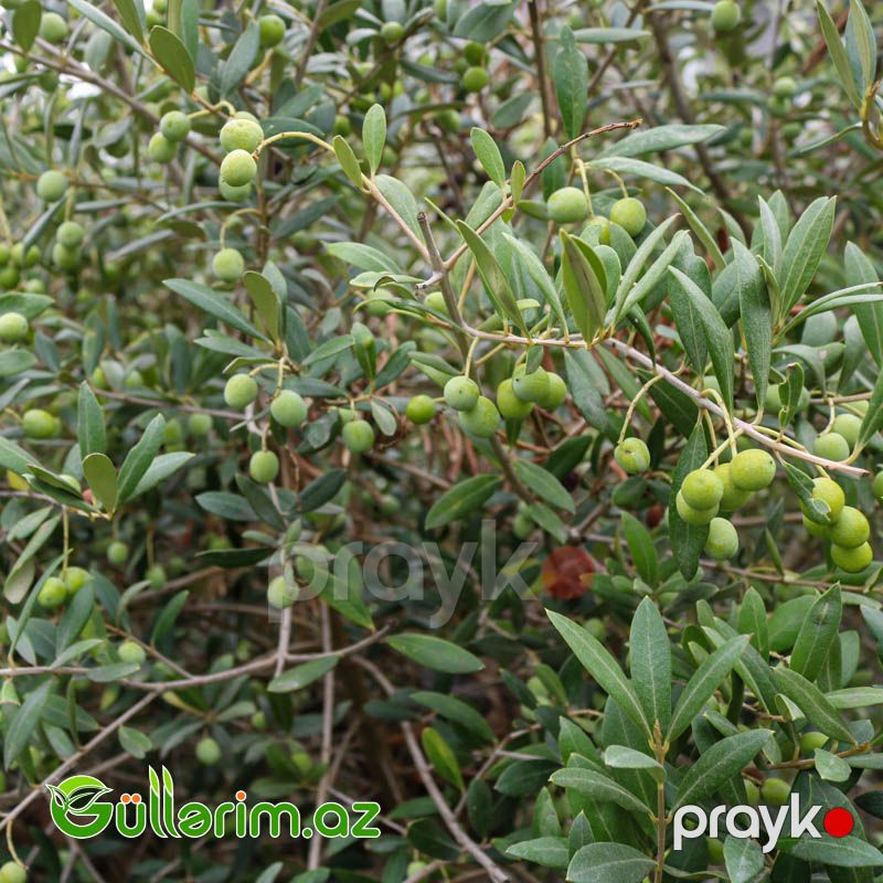 Zeytun Ağacı — Bitkilər, Bakı (3)