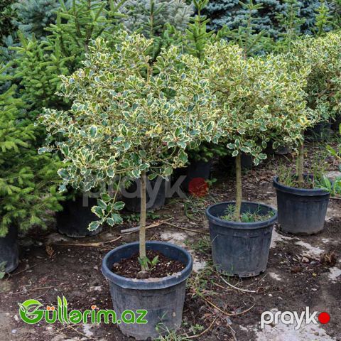 Xallı ileks (Ilex aquifolium ‘Variegata’)