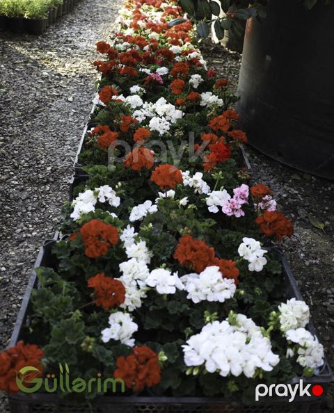 Sardunya (Pelargonium zonale) — Bakı