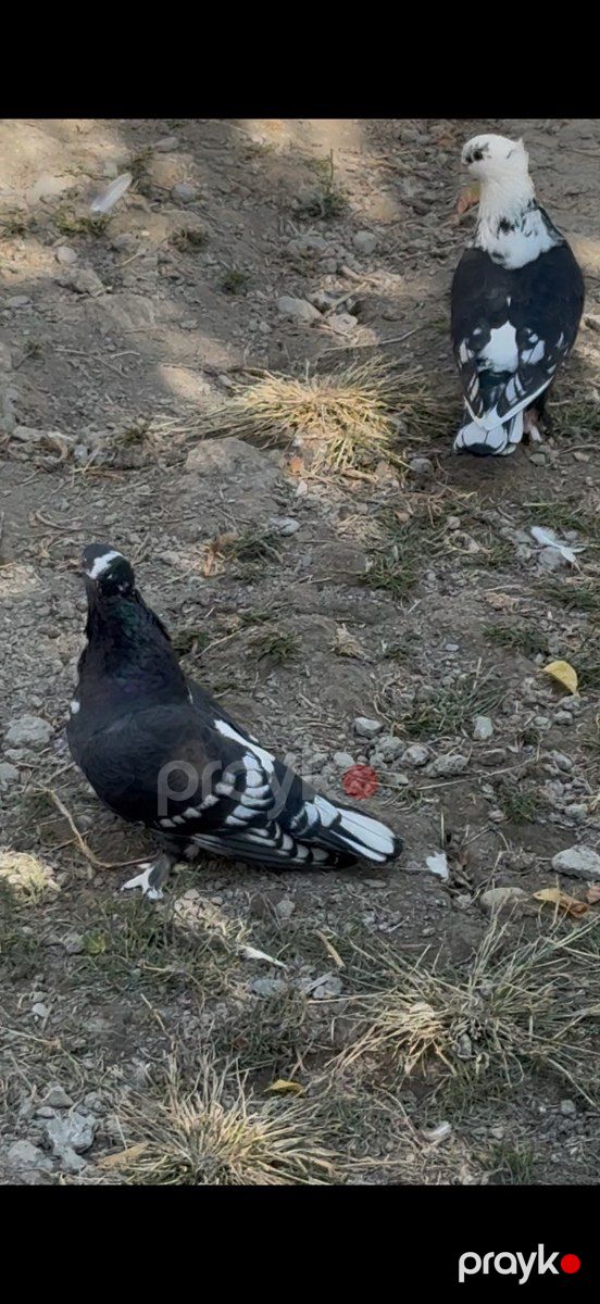 Göyərçinlər — Quşlar, Bakı (2)