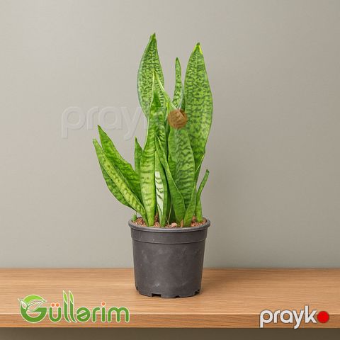 Sansevieria (Sansiveriya) — Bakı