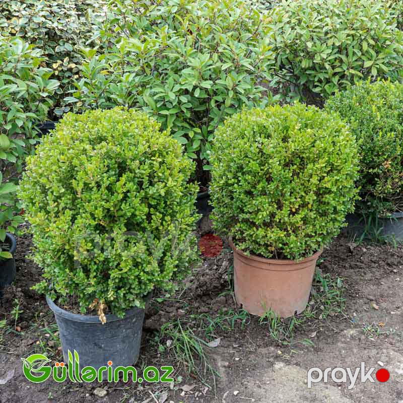 Buksus (Buxus sempervirens) — Bitkilər, Bakı (2)