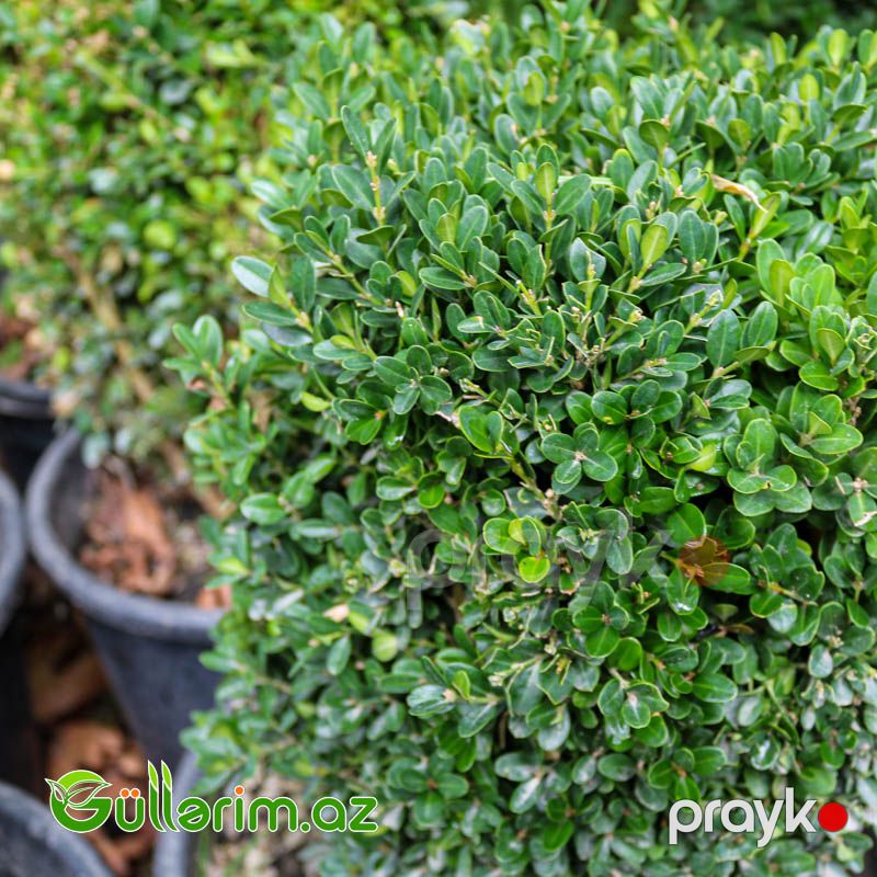 Buksus (Buxus sempervirens) — Bitkilər, Bakı (6)
