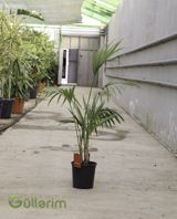 Kentia Palma (Howea forsteriana) — Mallar