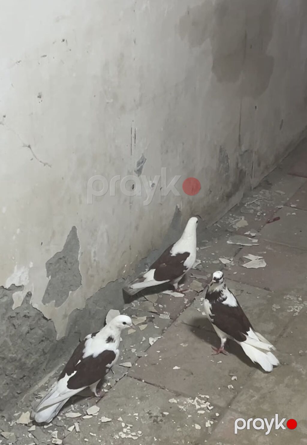 Hazır cütdülər təmiz bakı quşlarl təmiz çeplərdi. 3ü 50manat — Göyərçin, Digah (2)