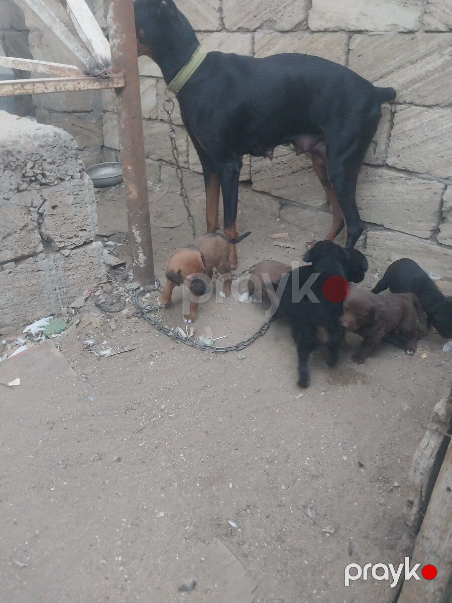 Doberman balaları — Köpəklər, Bakı (2)