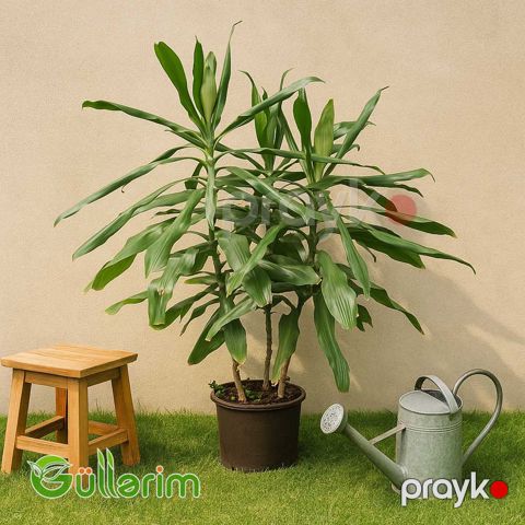 Dracaena Fragrans (Drasena Fragrans)