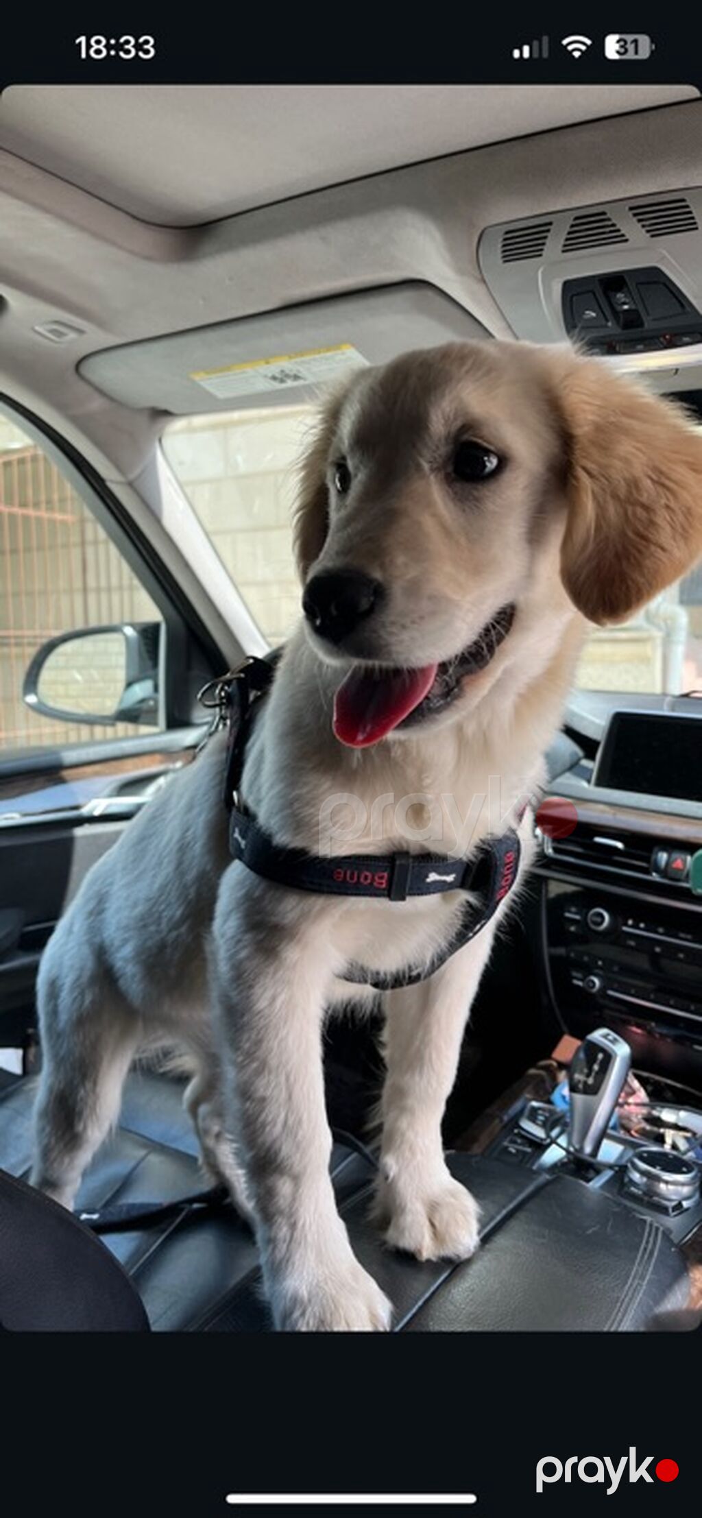 Retriever, 8 ay, Dişi — Köpəklər, Sumqayıt (2)