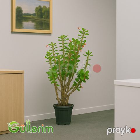 Euphorbia milii, Tikanlı Euphorbia — Bakı