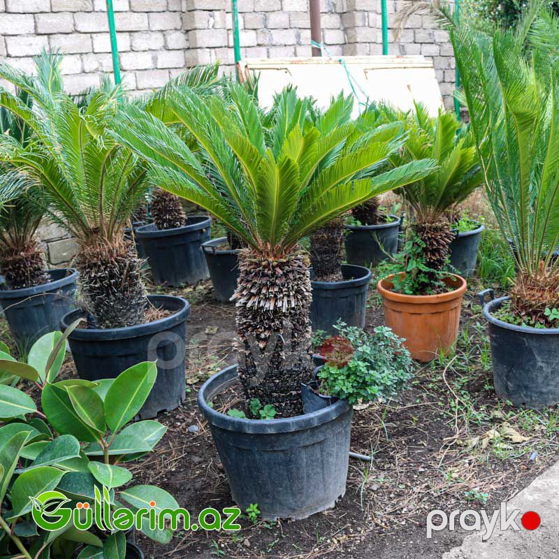 Sekas Palması (Cycas revoluta –Sekas) — Bitkilər, Bakı (3)