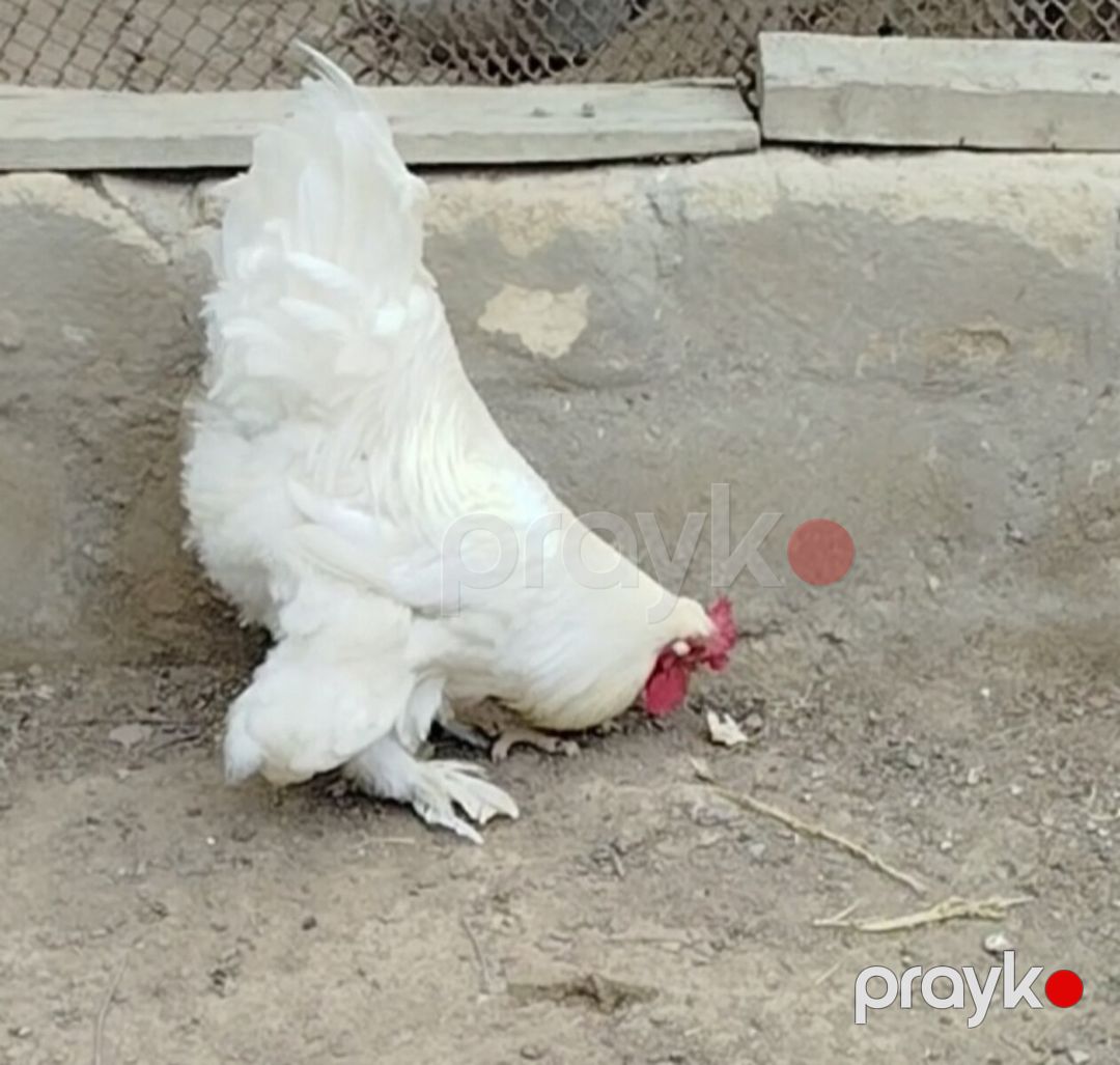 Ağ Brama xoruzu — Quşlar, Bakı (2)