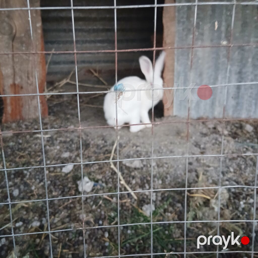 Ağ rəngli dekorativ dovşan satılır cəmi 13 azn erkək - Cinsə — Dovşanlar, Göyçay (3)