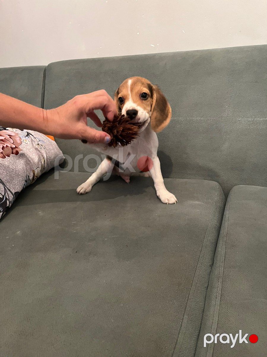 Beagle balaları — Köpəklər, Bakı (3)