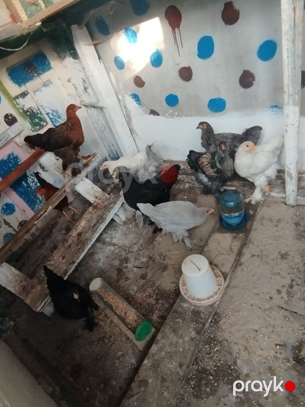 Toyuq, Brama, Damazlıq, Ünvandan götürmə — Toyuq və xoruz, Bakı (4)