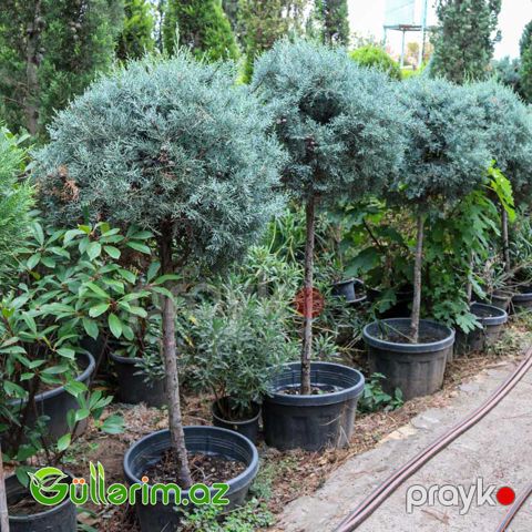 Arizona kiparis (Cupressus arizonica)