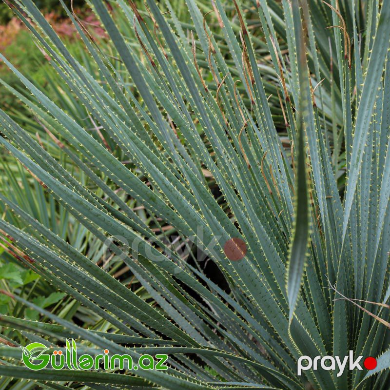 Yukka ağacı (Yucca) — Bitkilər, Bakı (3)