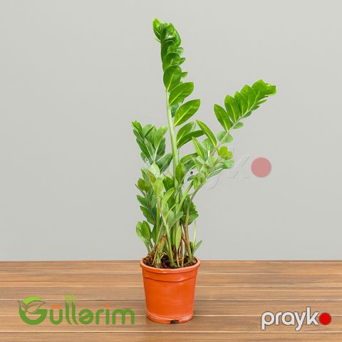 Zamiya bitkisi (Dollar ağacı) — Bakı