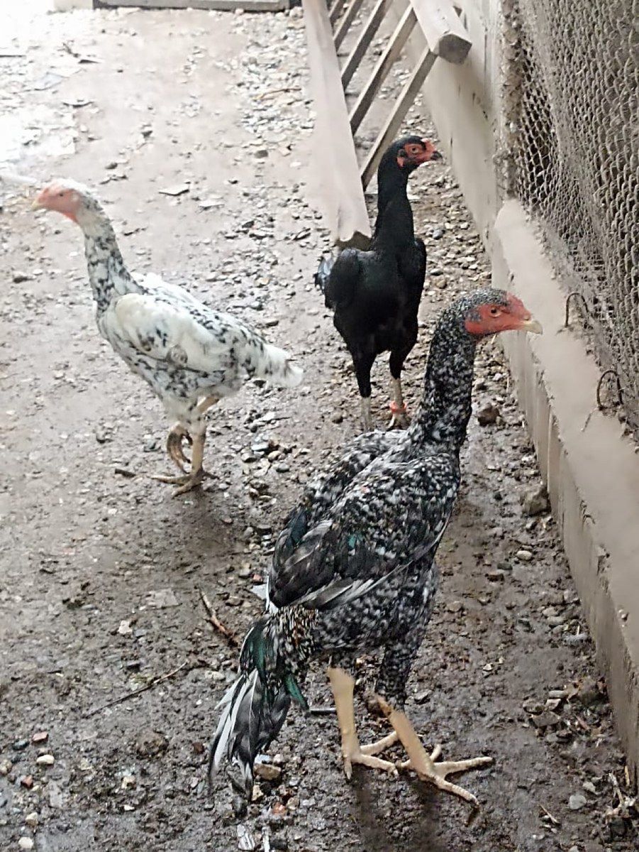 Heyratı beçələr — Quşlar, Bakı (2)