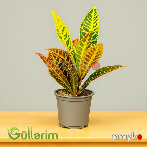 Kroton (Codiaeum variegatum) — Bakı