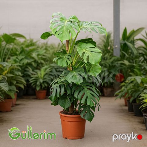 Monstera Deliciosa (Monstera) — Bakı