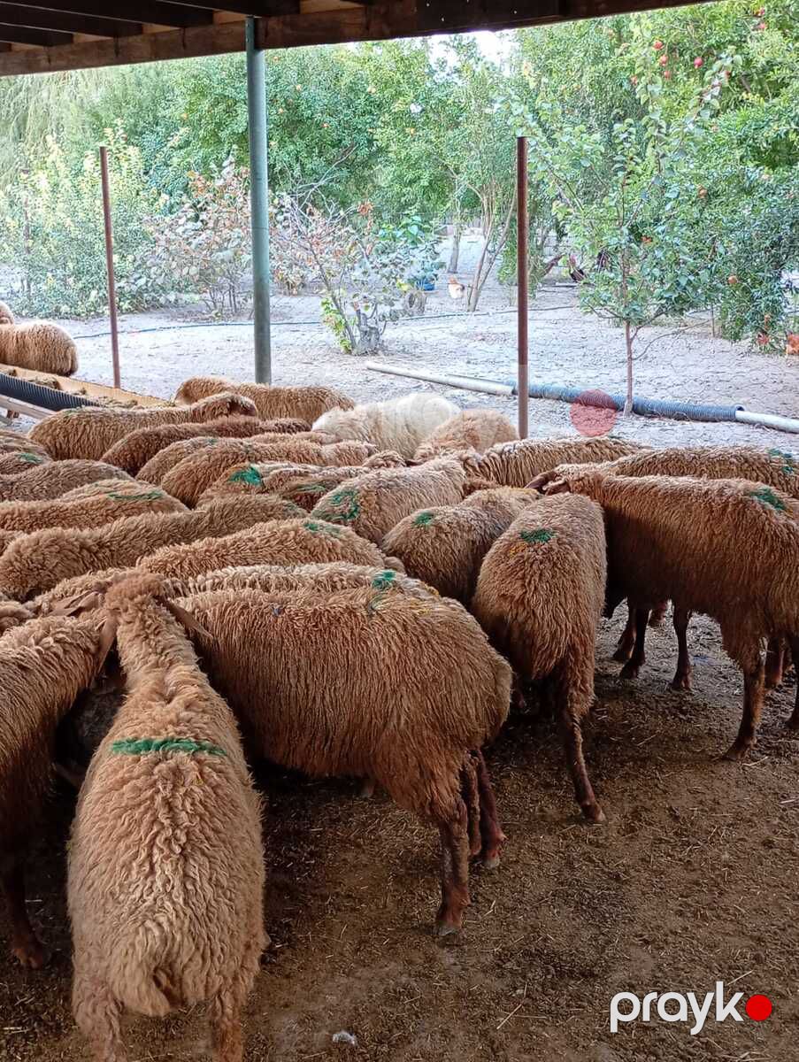 Quzular — Kənd təsərrüfatı heyvanları, Xaçmaz (2)