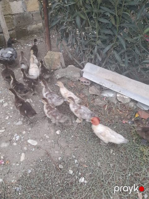 Musk ördəkləri (indo duck) – yetkin quşlar və balalar - Cins: Musk — Pirəkəşkül