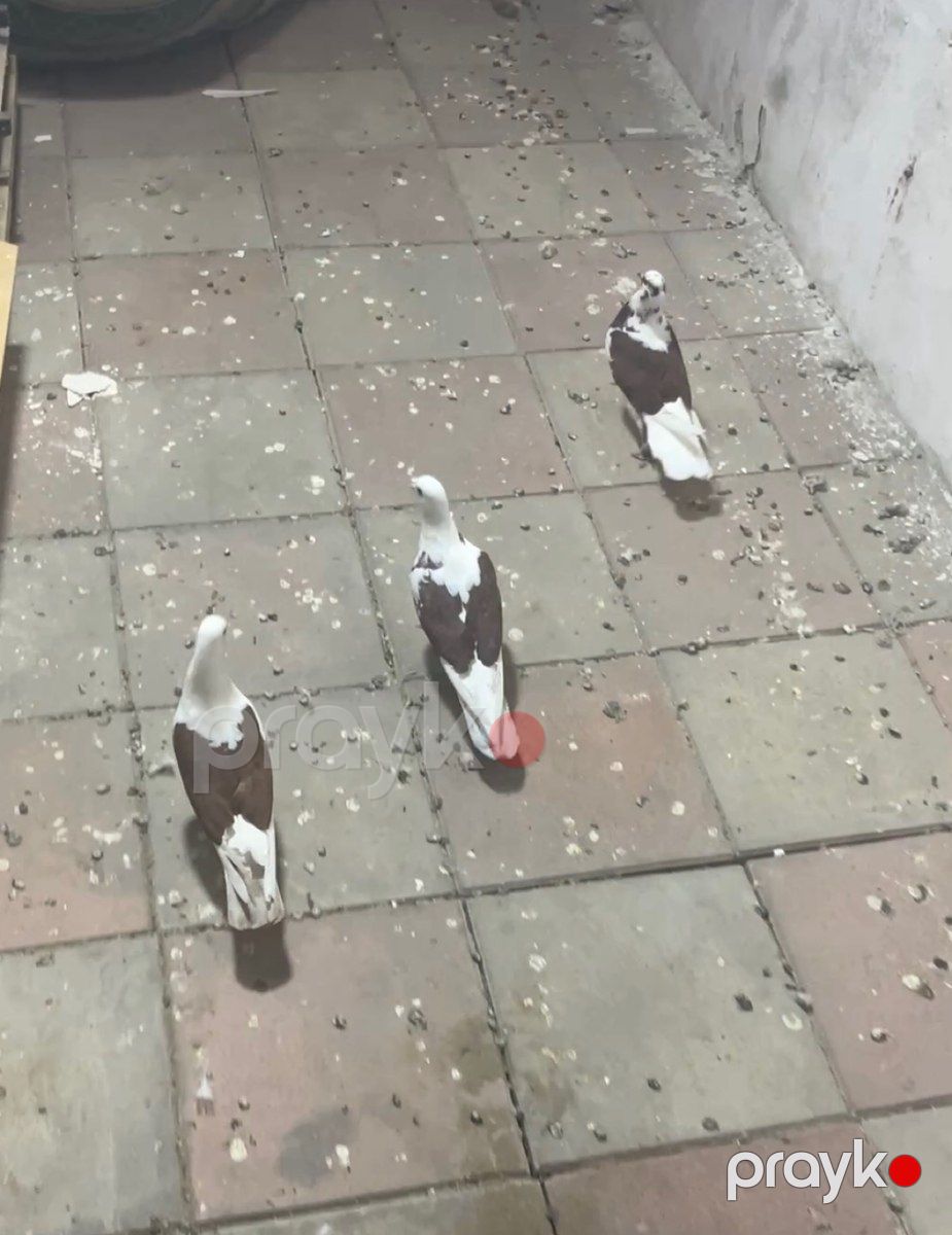 Göyərçinlər — Quşlar, Bakı (2)