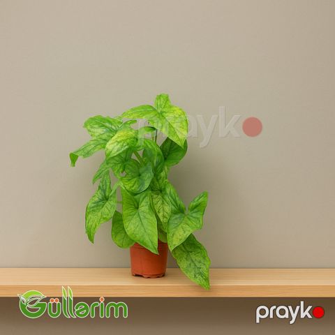 Sinqonium (Syngonium) — Bakı