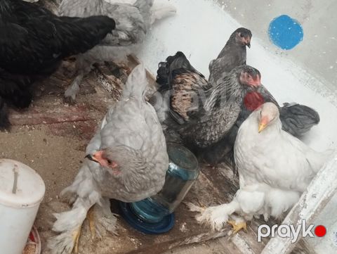 Toyuq, Brama, Damazlıq, Ünvandan götürmə — Bakı