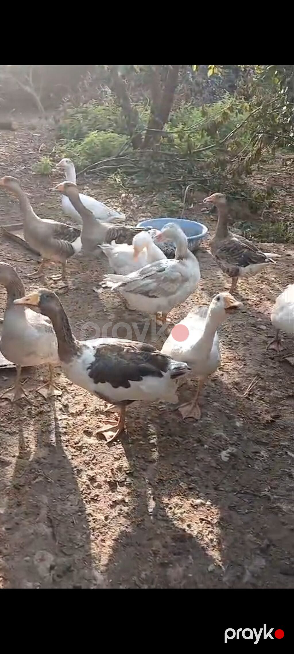 6 aylıq yerli qazlar satılır tam sağlam kənd şərayitində böyudulub — Digərləri, Lənkəran (2)