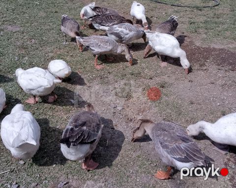 Qaz və lal ordək Qaz cins rus saxlama ətlik və damazlıq ördək cins — Yevlax