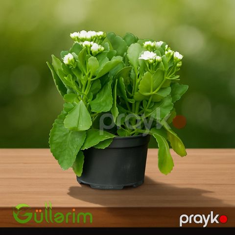 Kalanxoe blossfeldiana (Kalanxoe) — Bakı