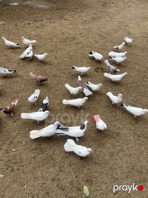 Məhsul: Ev göyərçinləri (kolleksiya və çoxalma üçün) Təsvir — Digah