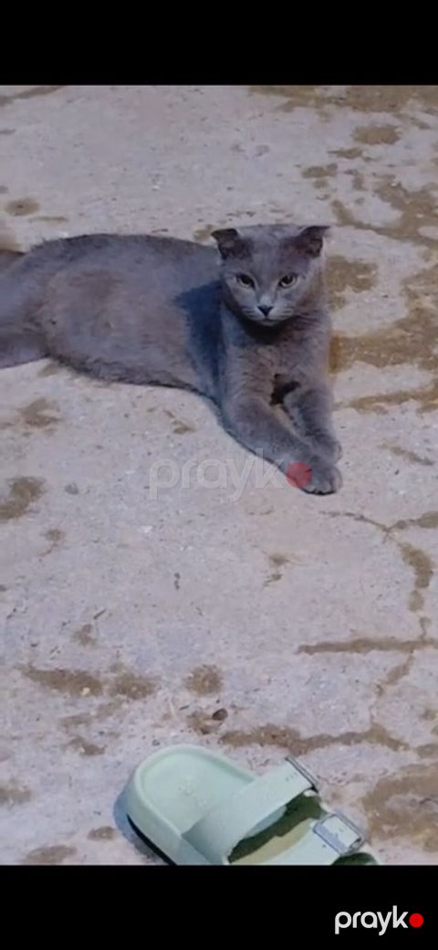 Şotland, Dişi, Pulsuz çatdırılma — Qobu