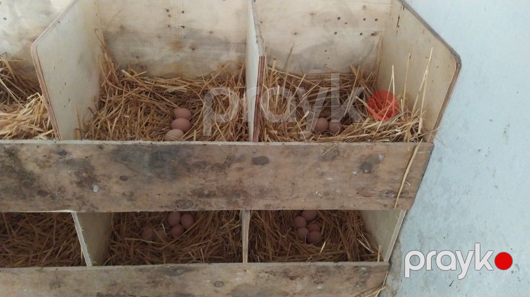 Avstralorp yumurtası — Quşlar, Bakı (4)