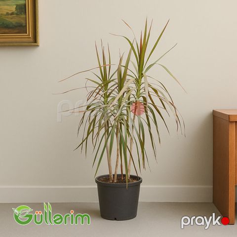 Dracena Marginata (Drasena marqinata) — Bakı