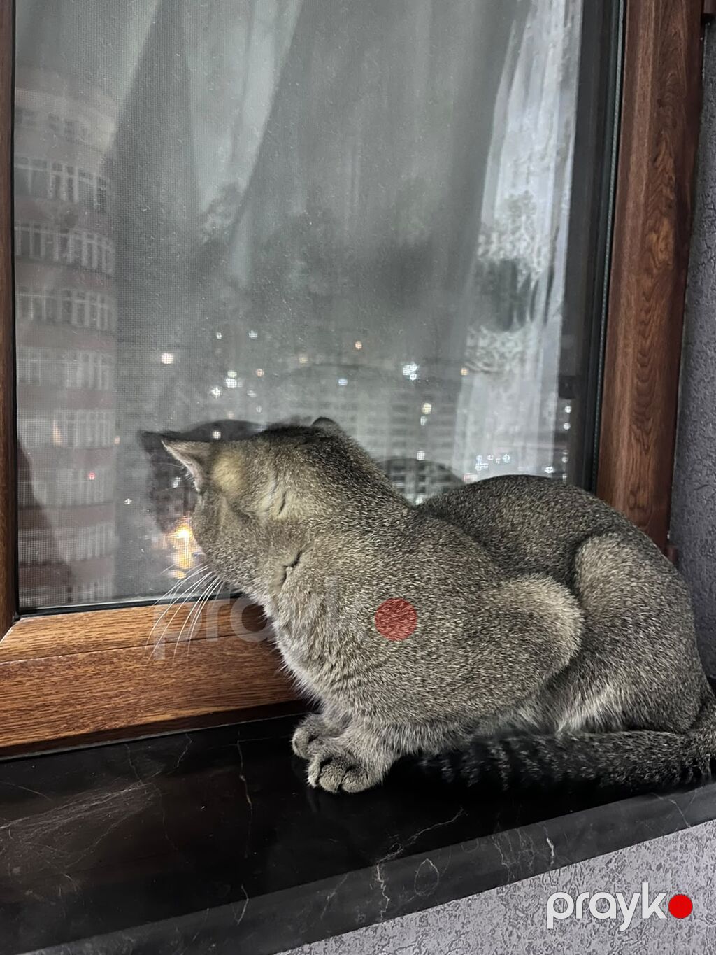 Tabbi, Yaxşı əllərə — Pişiklər, Bakı (3)