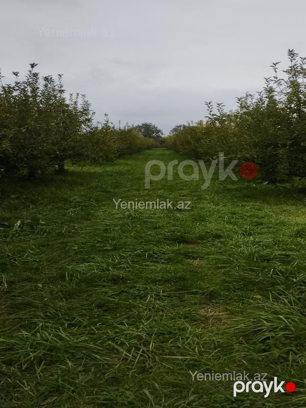 Satılır Torpaq sahəsi, 115 sot, Quba — Torpaq, Quba (9)