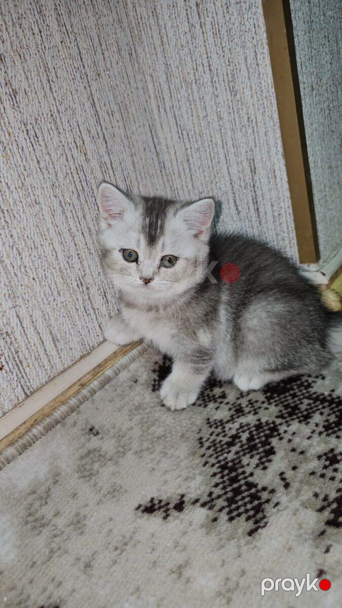 Şotland pişiyi balası — Pişiklər, Bakı (9)