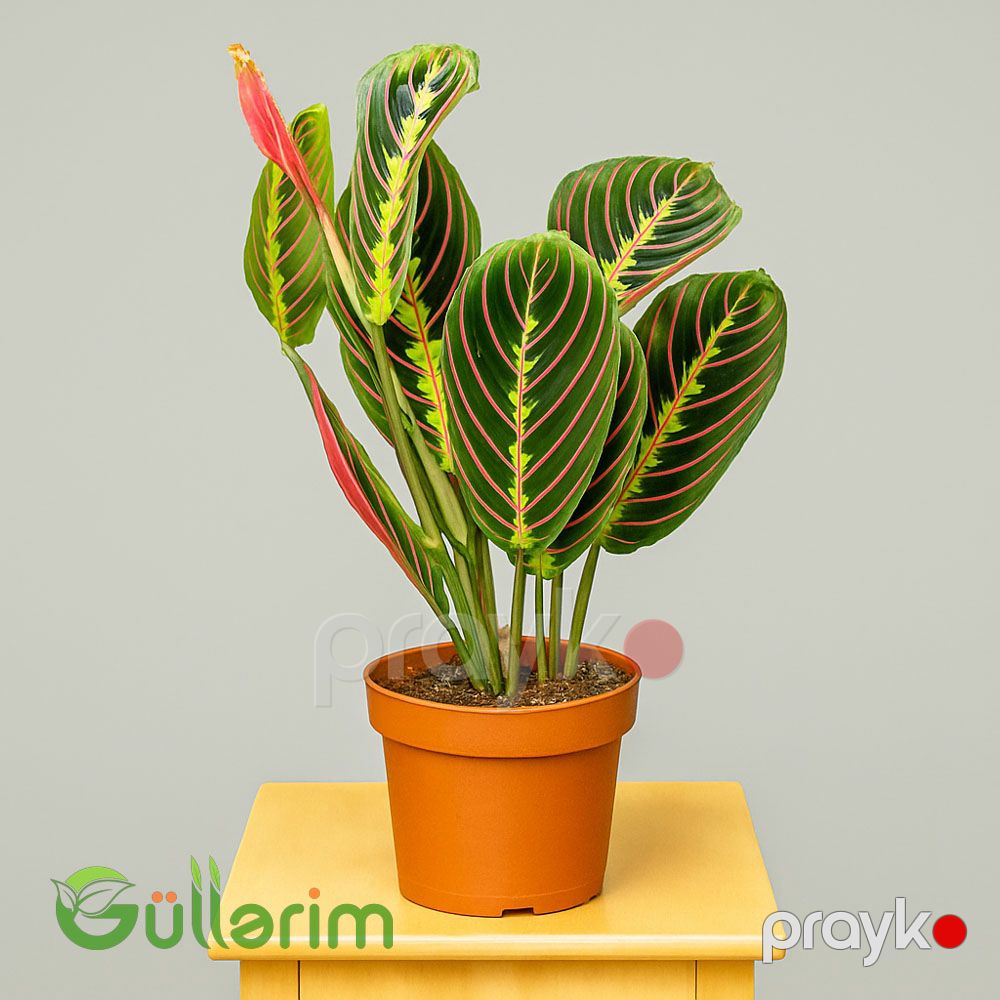 Maranta leuconeura (Maranta) — Bitkilər, Bakı (2)